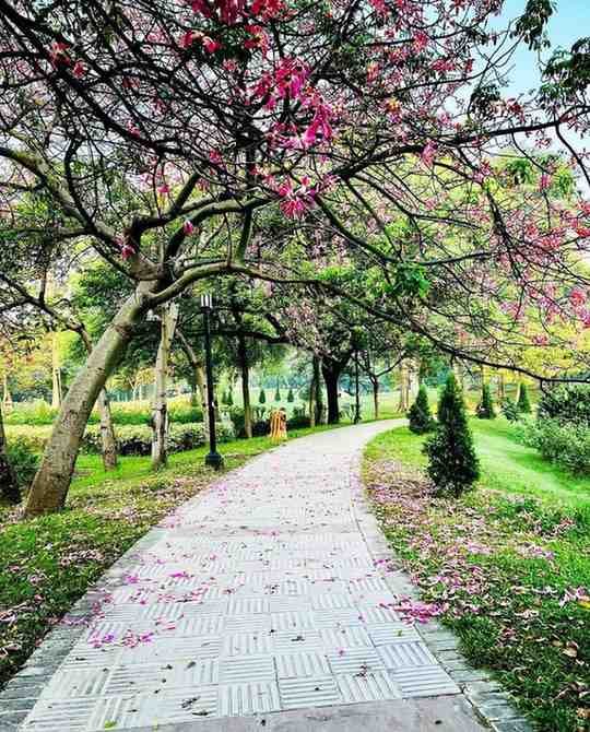 Dr. Ram Manohar Lohia Park - Spacious park with pond, ducks, and eco-friendly environment perfect for couples.