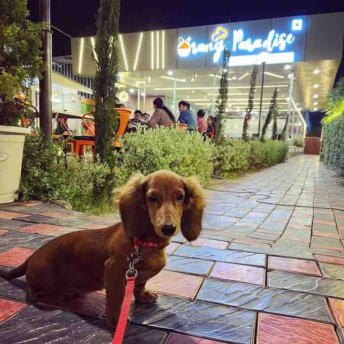 Orange Paradise Restaurant - A photogenic restaurant with garden seating in Indore.