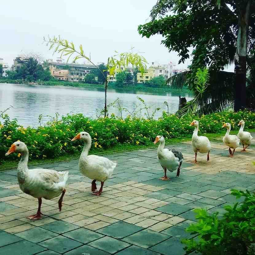 Benuban Chhaya - A famous couple park in Patuli, perfect for evenings.