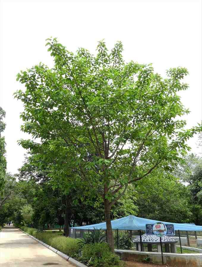 Guindy National Park - A beautiful nature escape in the city.