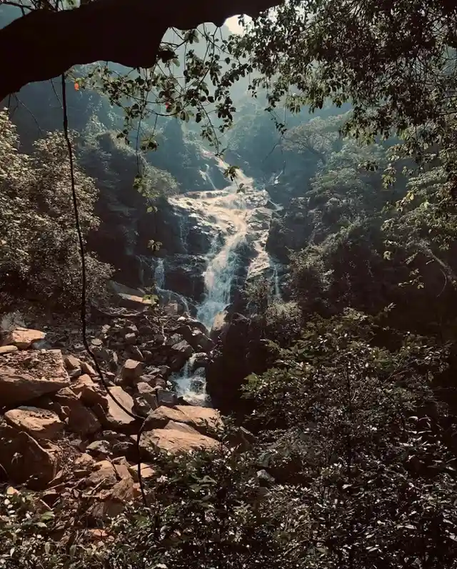 Mollem National Park & Bhagwan Mahavir Wildlife Sanctuary - A serene trek to Dudhsagar waterfall.